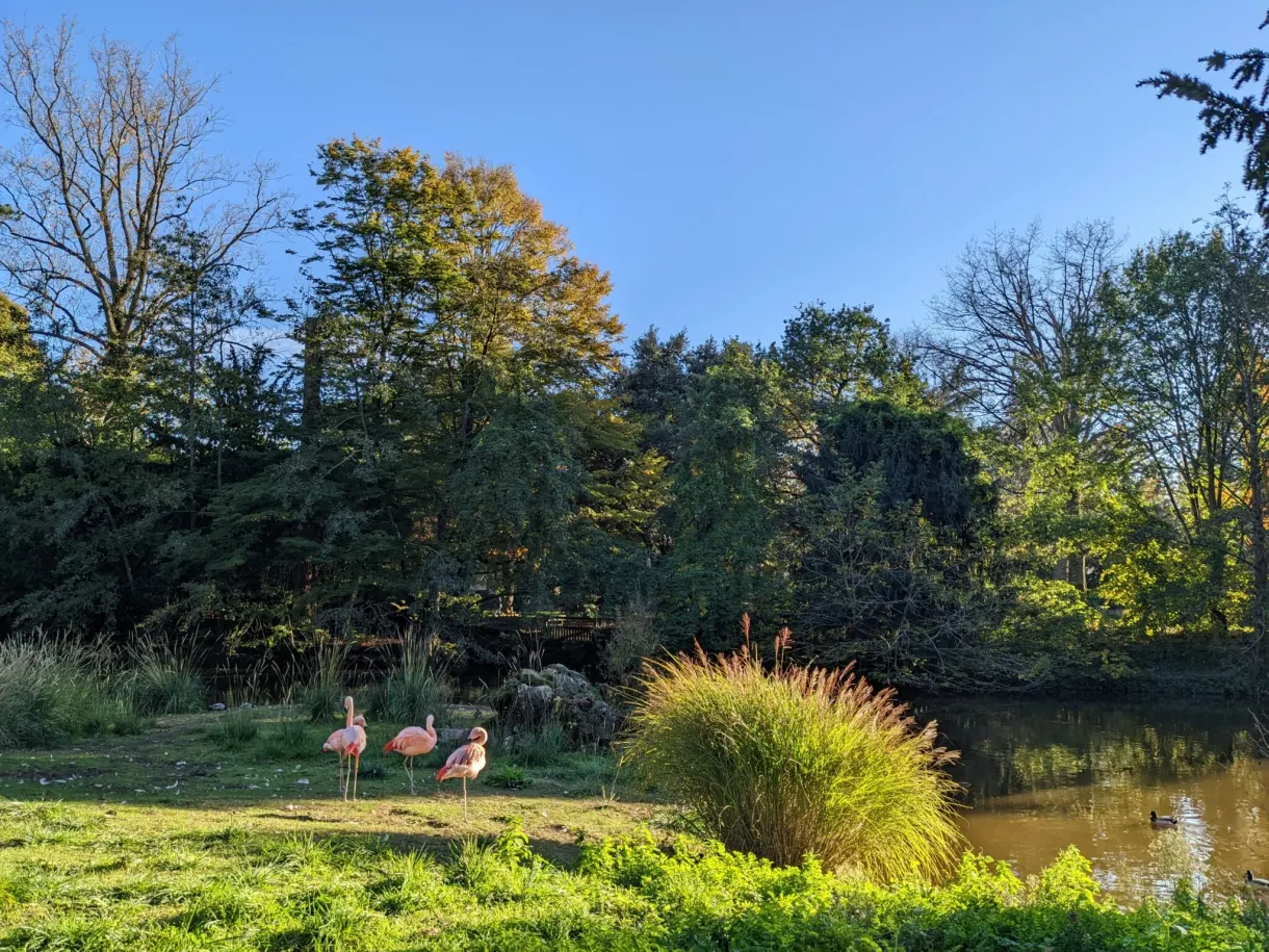 Flamants roses au bord de l'étang du jardin botanique
