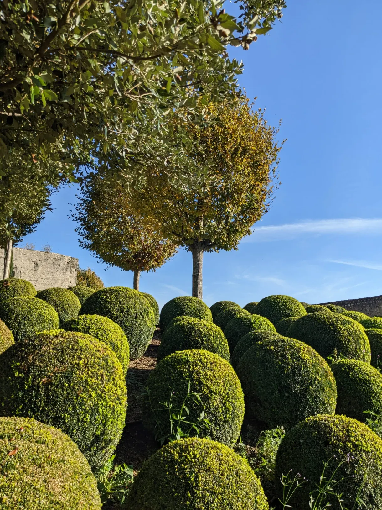 Buis taillés en boules et arbres élagués sur la terrasse