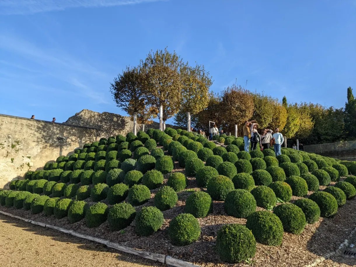 Parterre de buis en damier sur les remparts du château