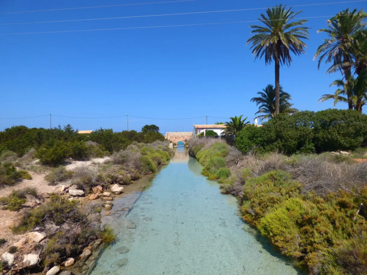 Chemin de sable bordé de broussailles et de palmiers