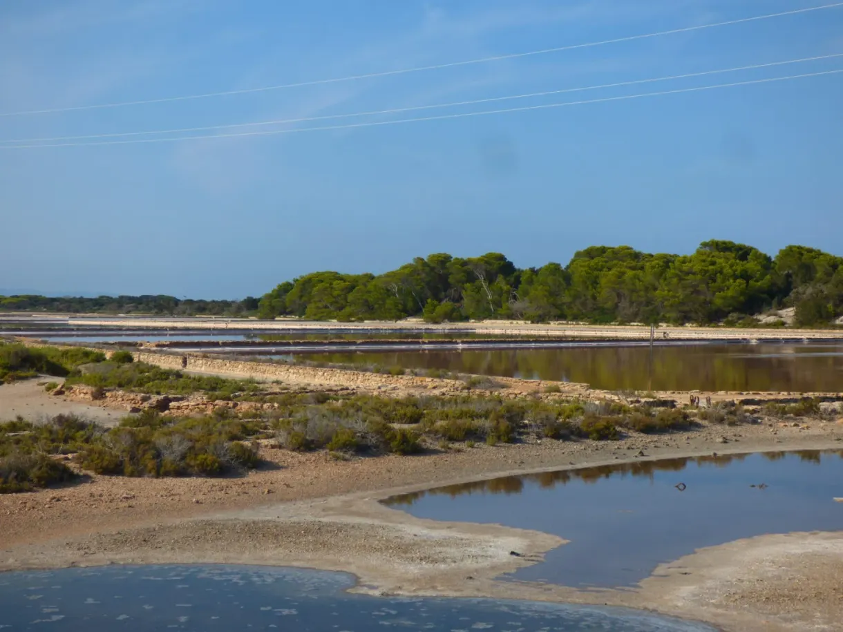 Étang plat bordé d'une pinède basse