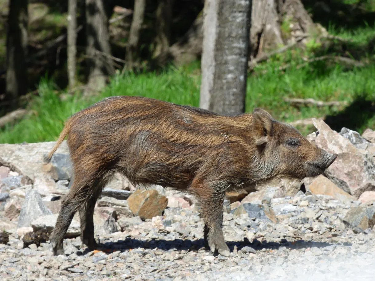 Sanglier progressant sur un talus de cailloux