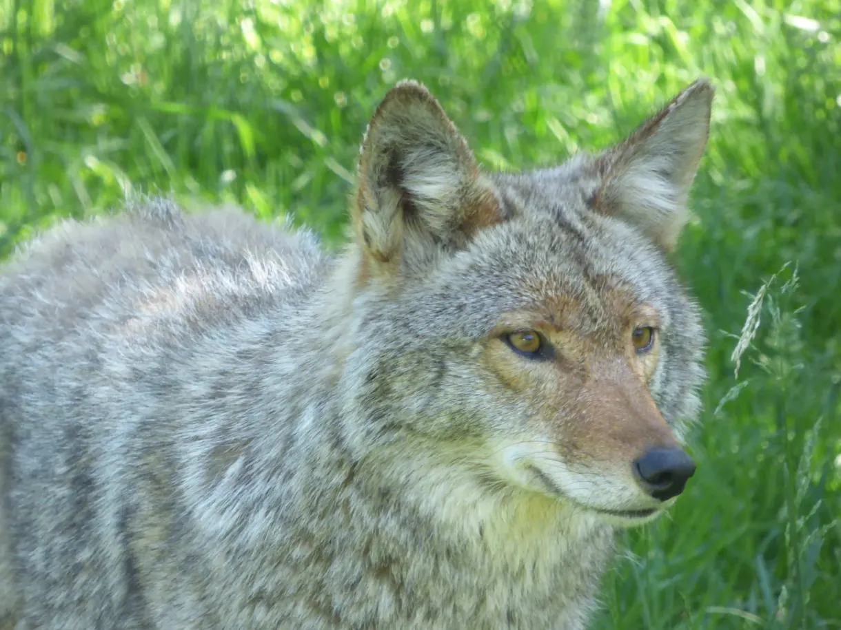 Coyote aux aguets dans l'herbe haute