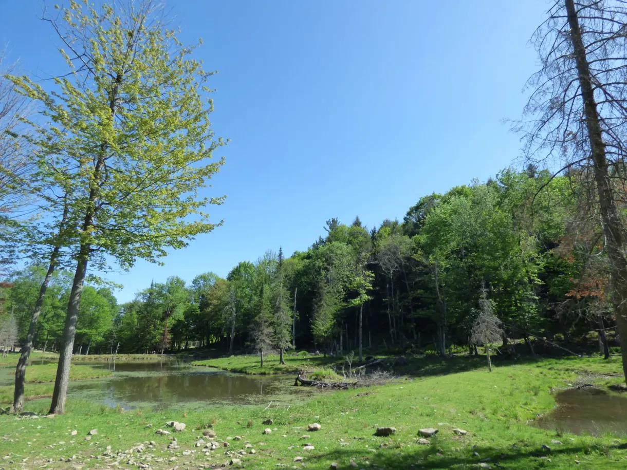 Étang bordé de forêt sous un ciel dégagé