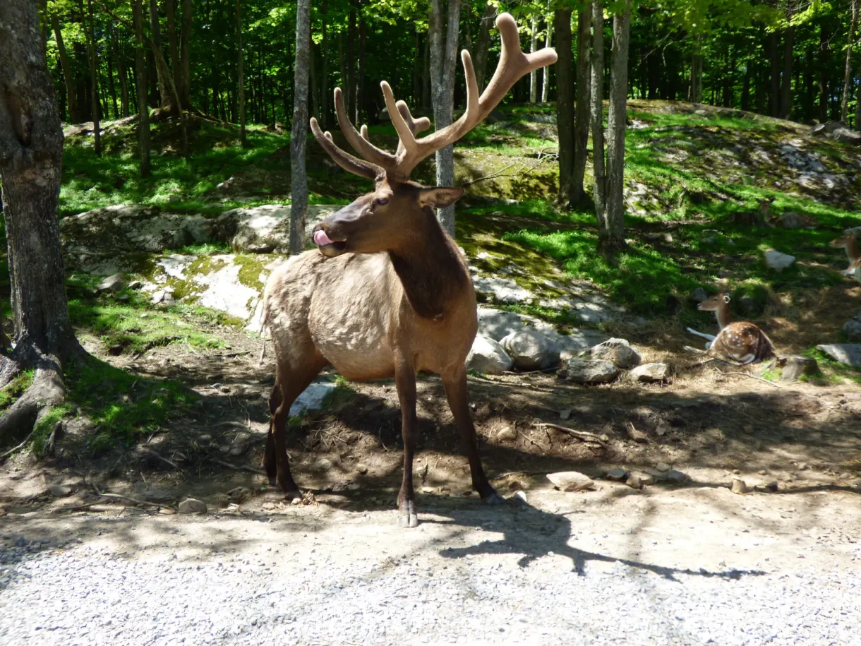Wapiti traversant la piste sablonneuse