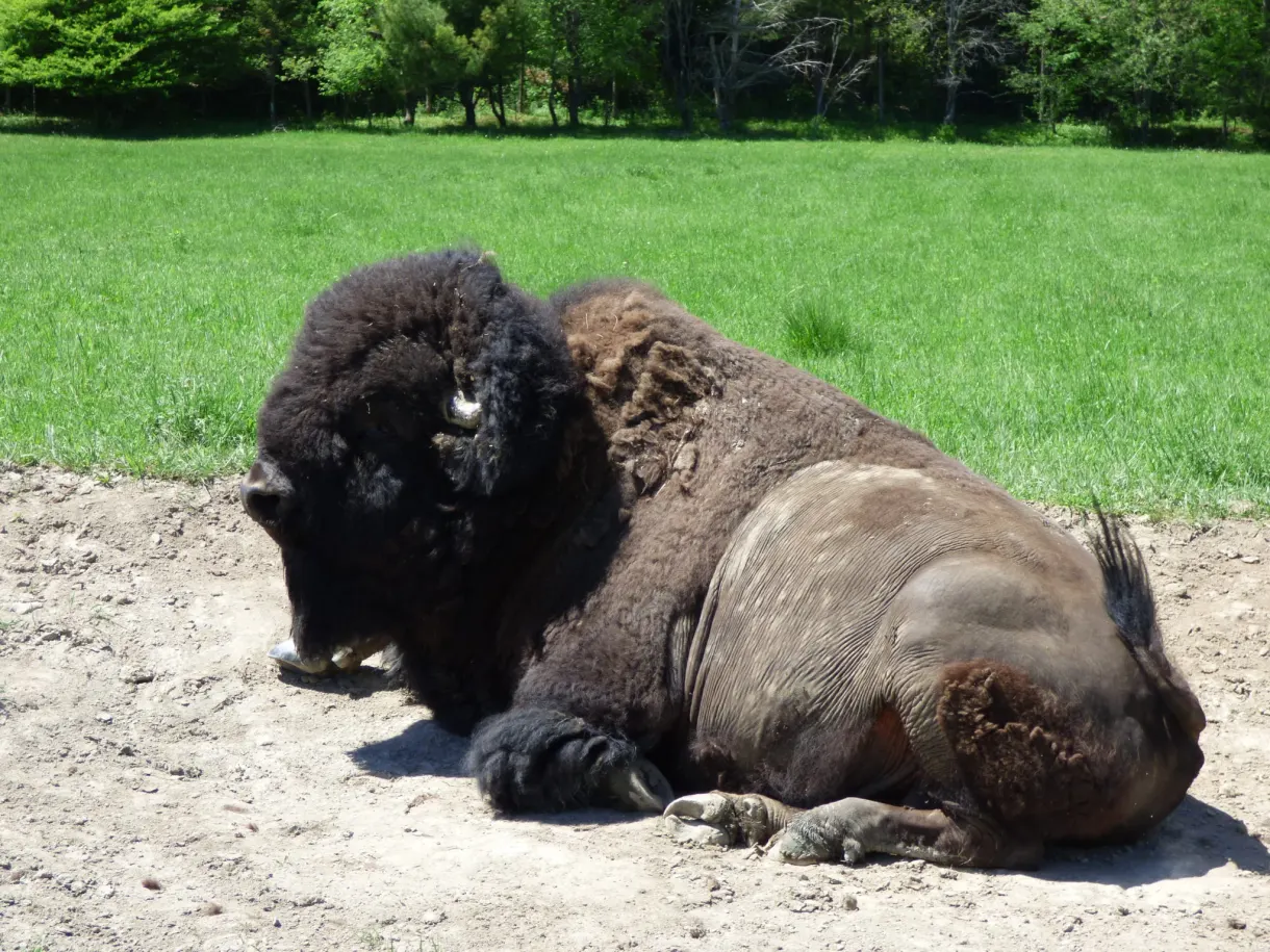 Deux bisons couchés dans la poussière
