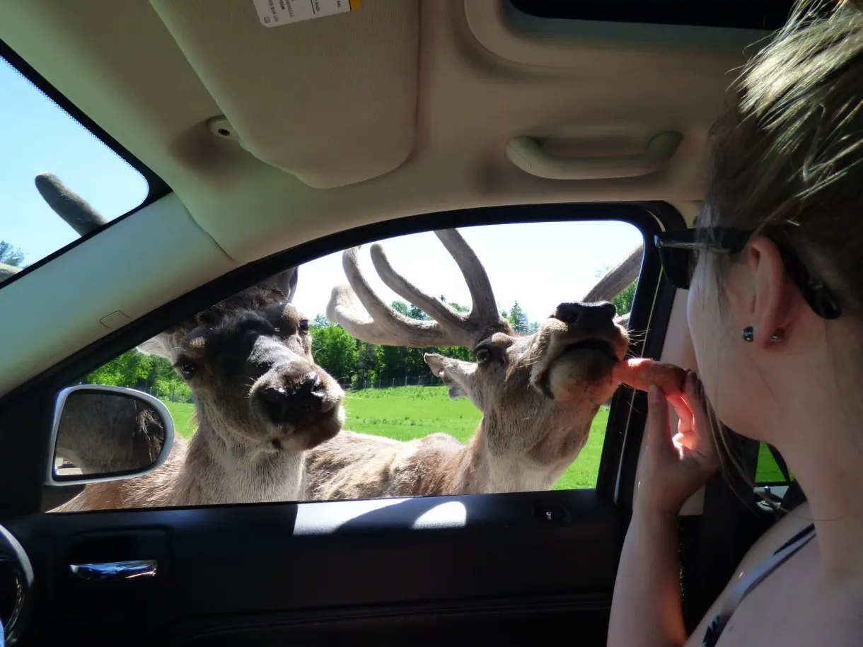 Cerfs nourris à travers la vitre d'une voiture