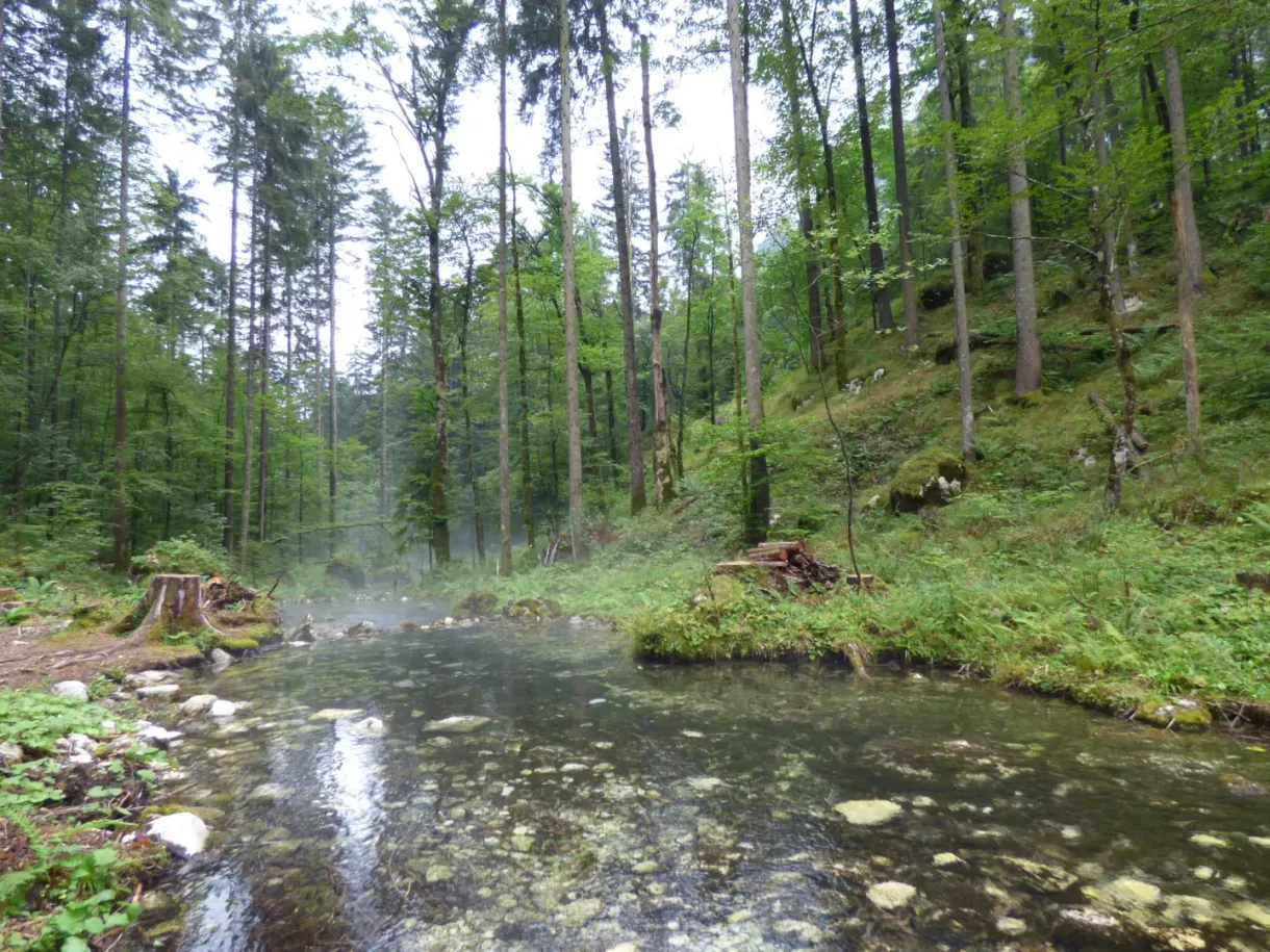 Source limpide au milieu d'une forêt de conifères