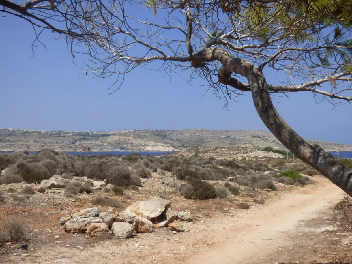 Arbre penché au-dessus du sentier caillouteux