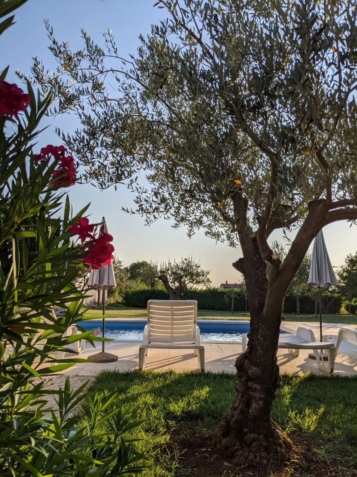 Olivier et laurier-rose devant la piscine au crépuscule