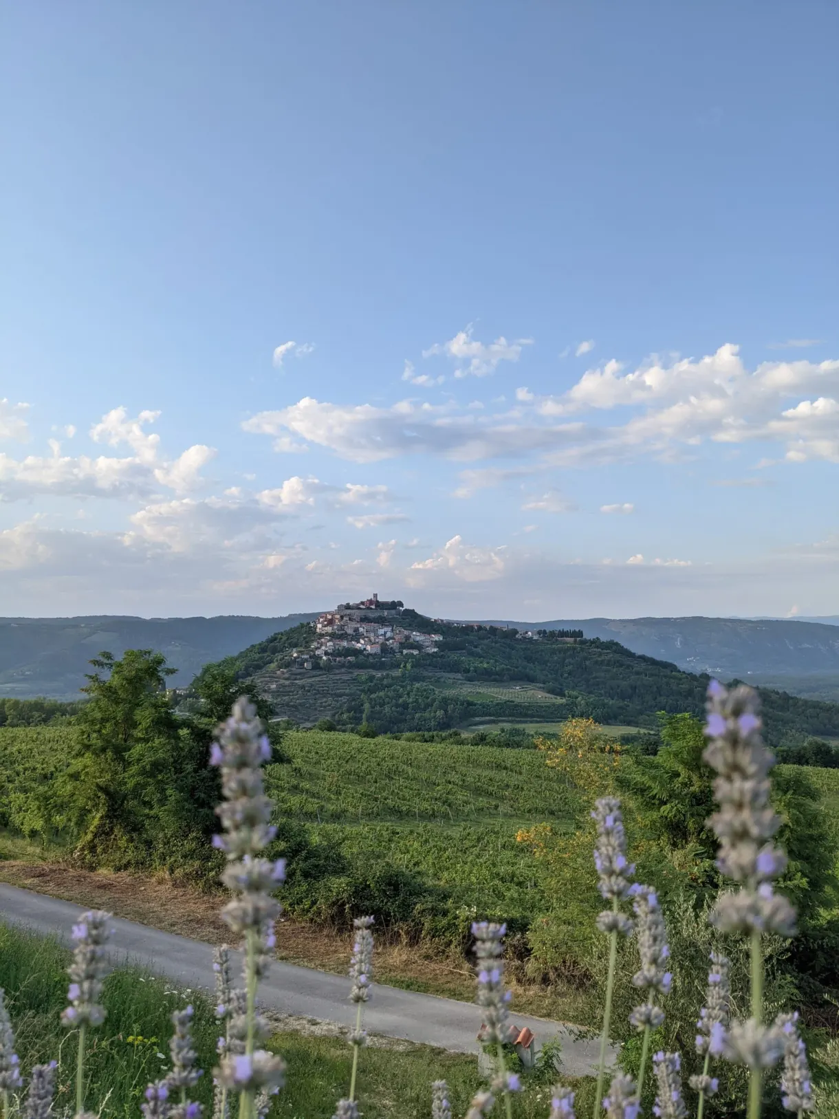 Colline de Motovun émergeant des vignes derrière des tiges de lavande