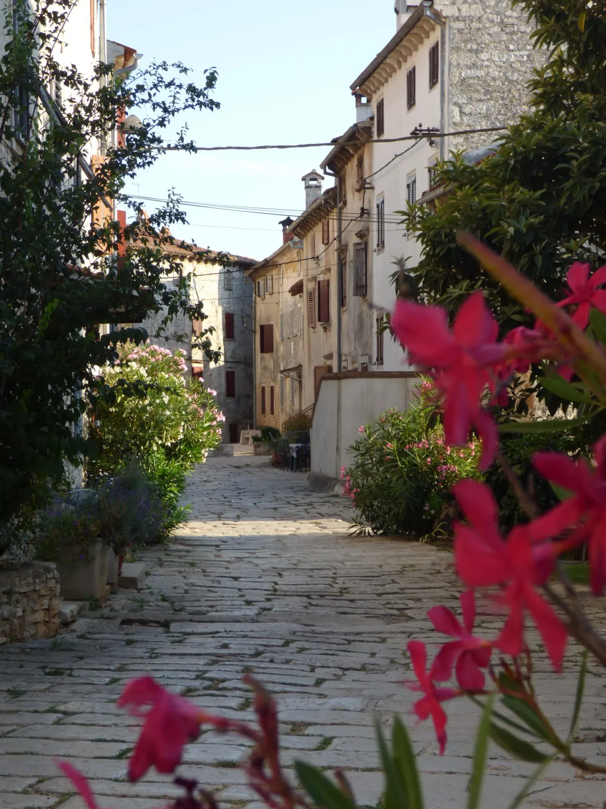 Lauriers-roses fuchsia devant une ruelle pavée en pente de Bale