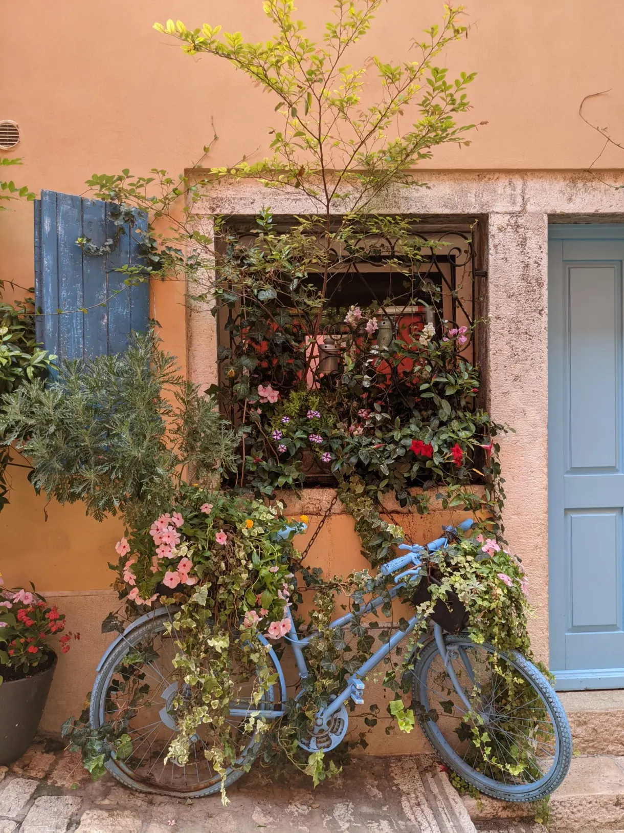 Vélo bleu appuyé sous une fenêtre fleurie d'un mur saumon, Rovinj