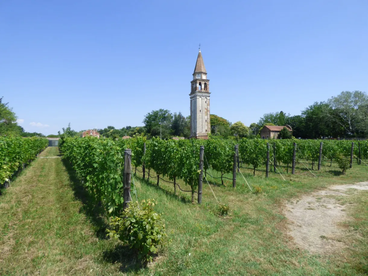 Leaning bell tower overlooking rows of vines