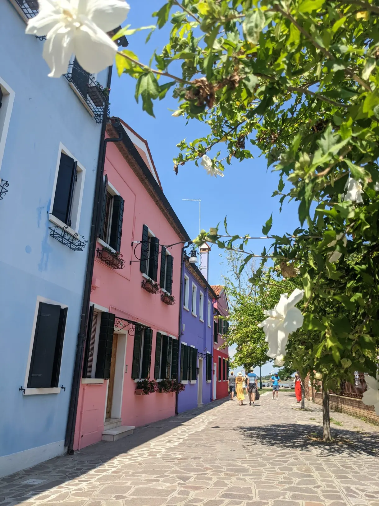 Cobbled lane and pastel facades behind lemon tree foliage