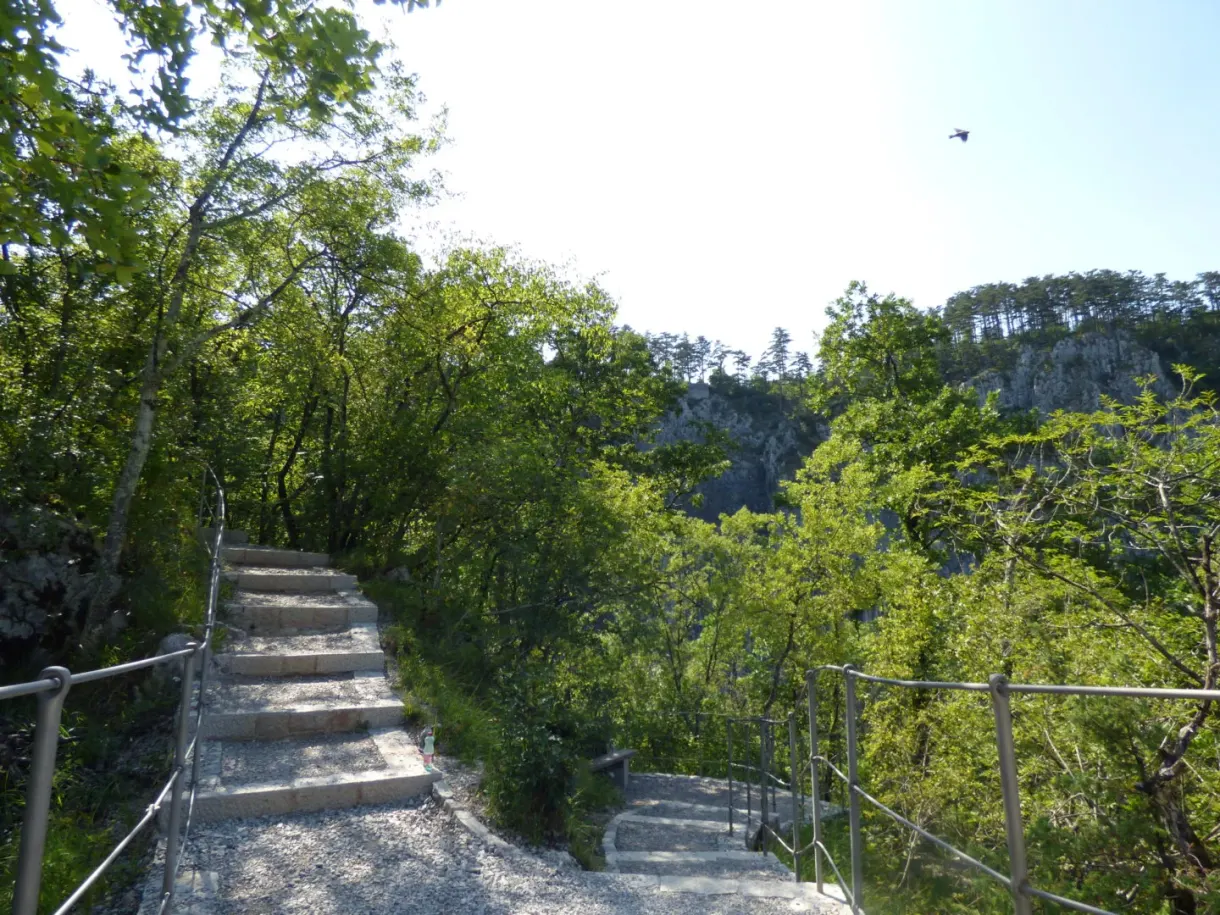 Escalier de pierre descendant dans la végétation
