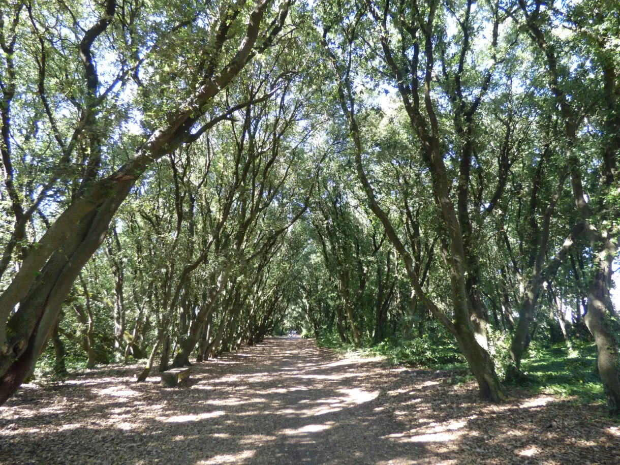 Undergrowth of trees leaning over a shaded path