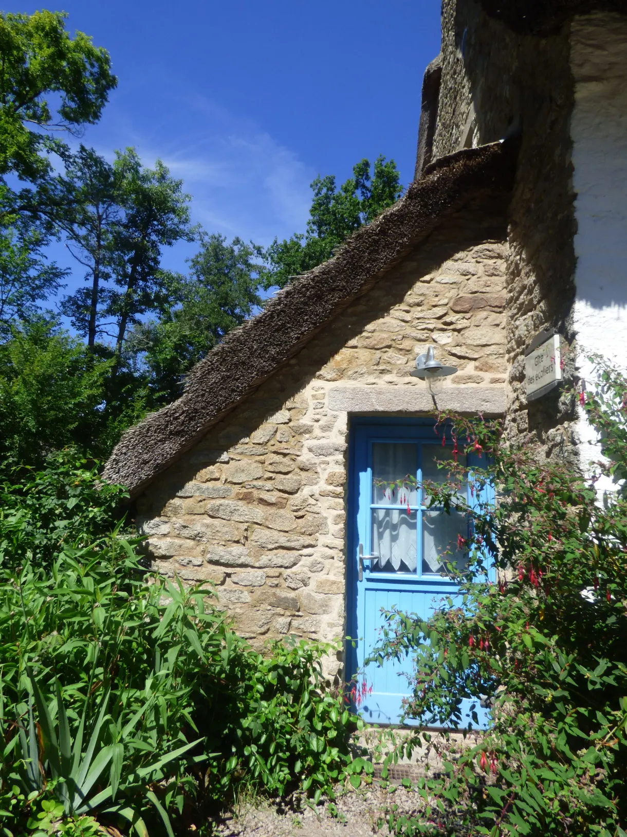 Blue door of a cottage surrounded by climbing plants