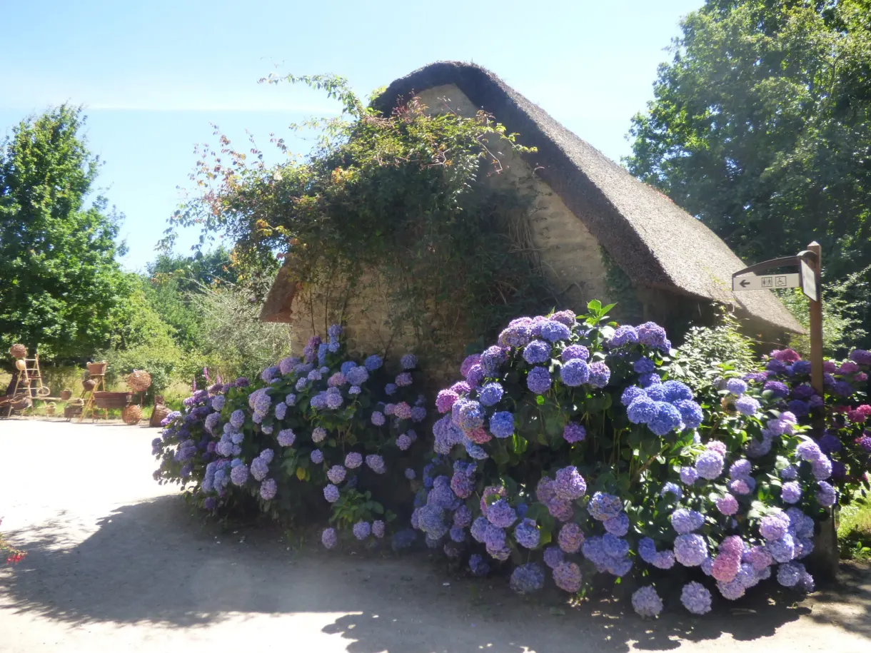 Bed of mauve hydrangeas spilling out in front of a cottage