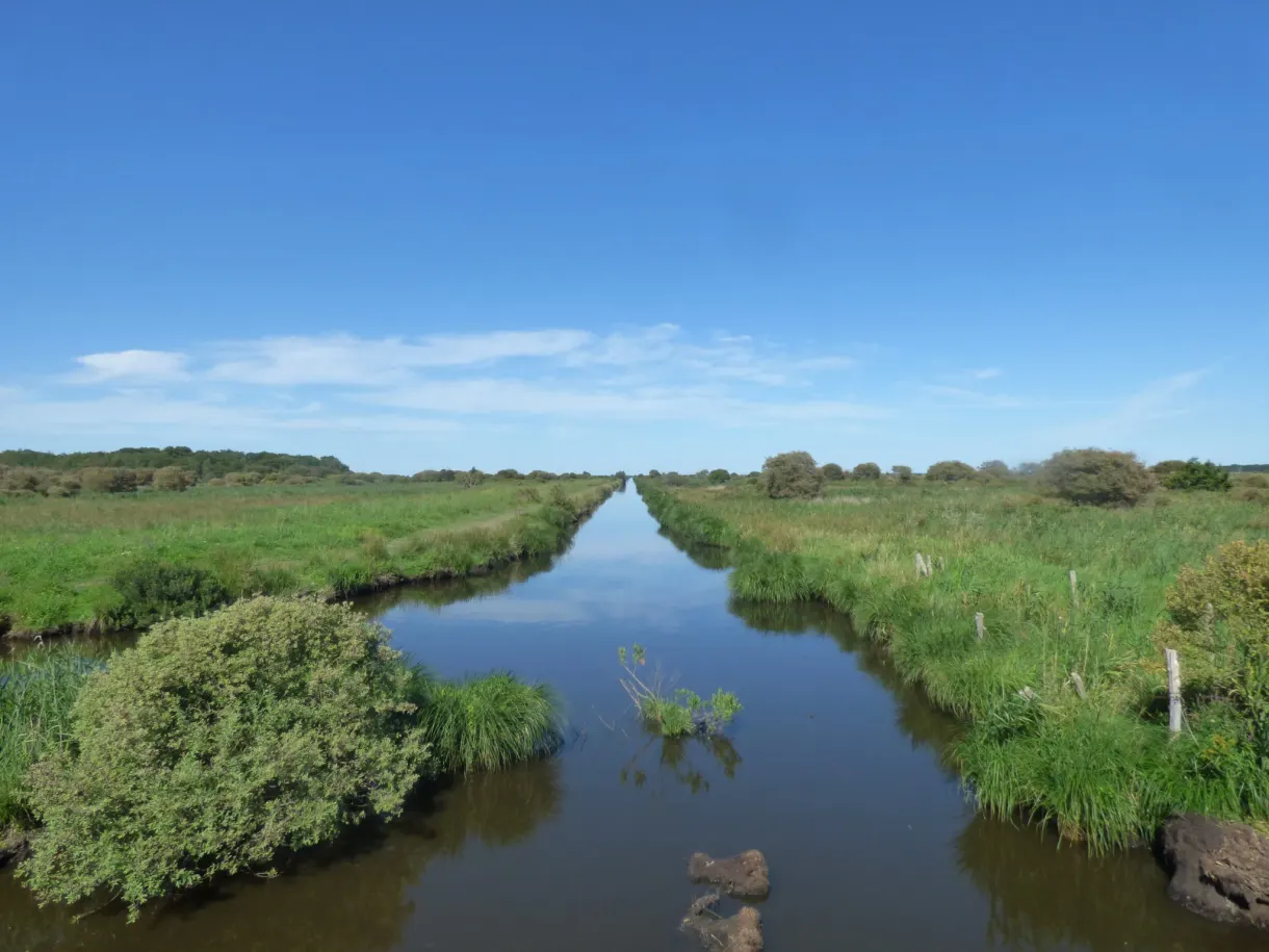 Straight canal lined with tall grasses under a blue sky