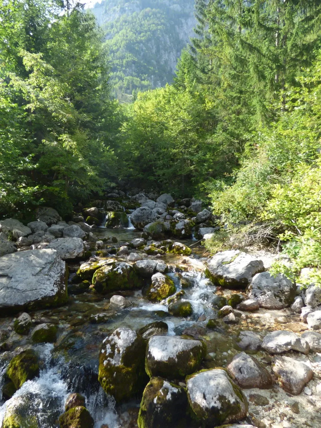 Torrent dévalant entre rochers moussus et sapins