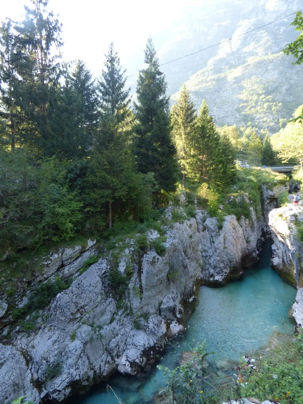 Canyon encaissé aux eaux turquoise aperçu entre les sapins