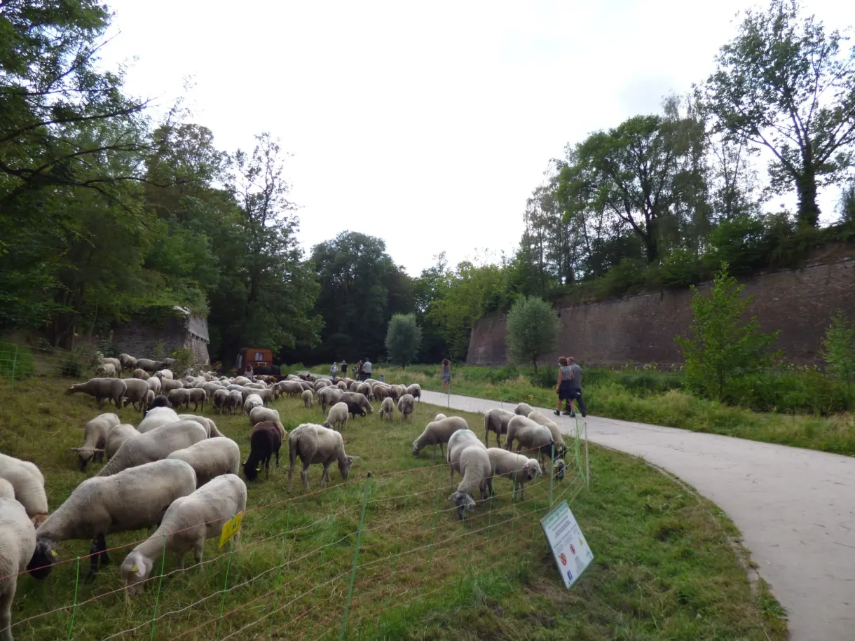 Troupeau de moutons pâturant au pied d'un rempart de brique