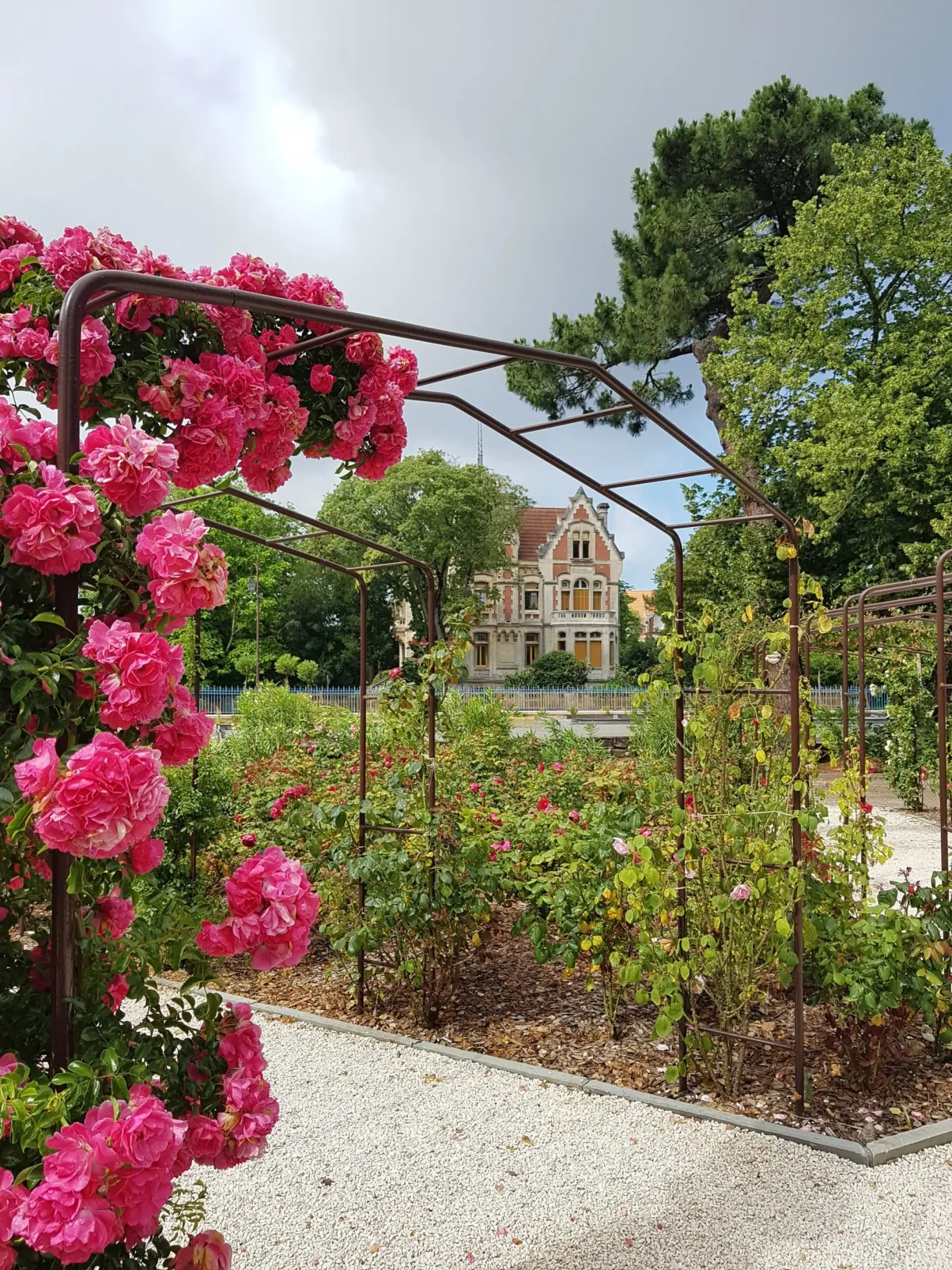 Roseraie fleurie devant une villa de la ville d'Hiver
