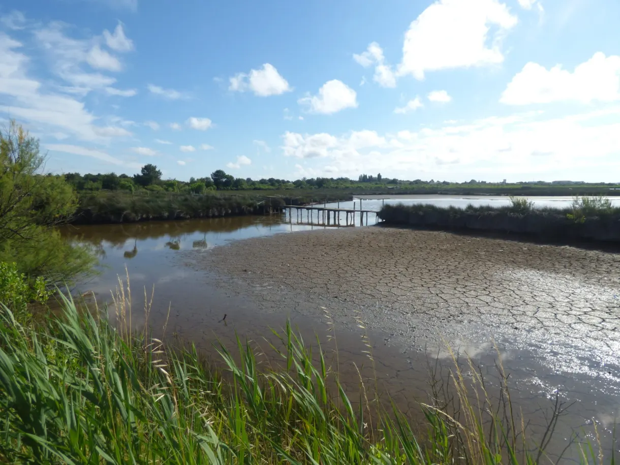 Roselière et plan d'eau de la réserve ornithologique