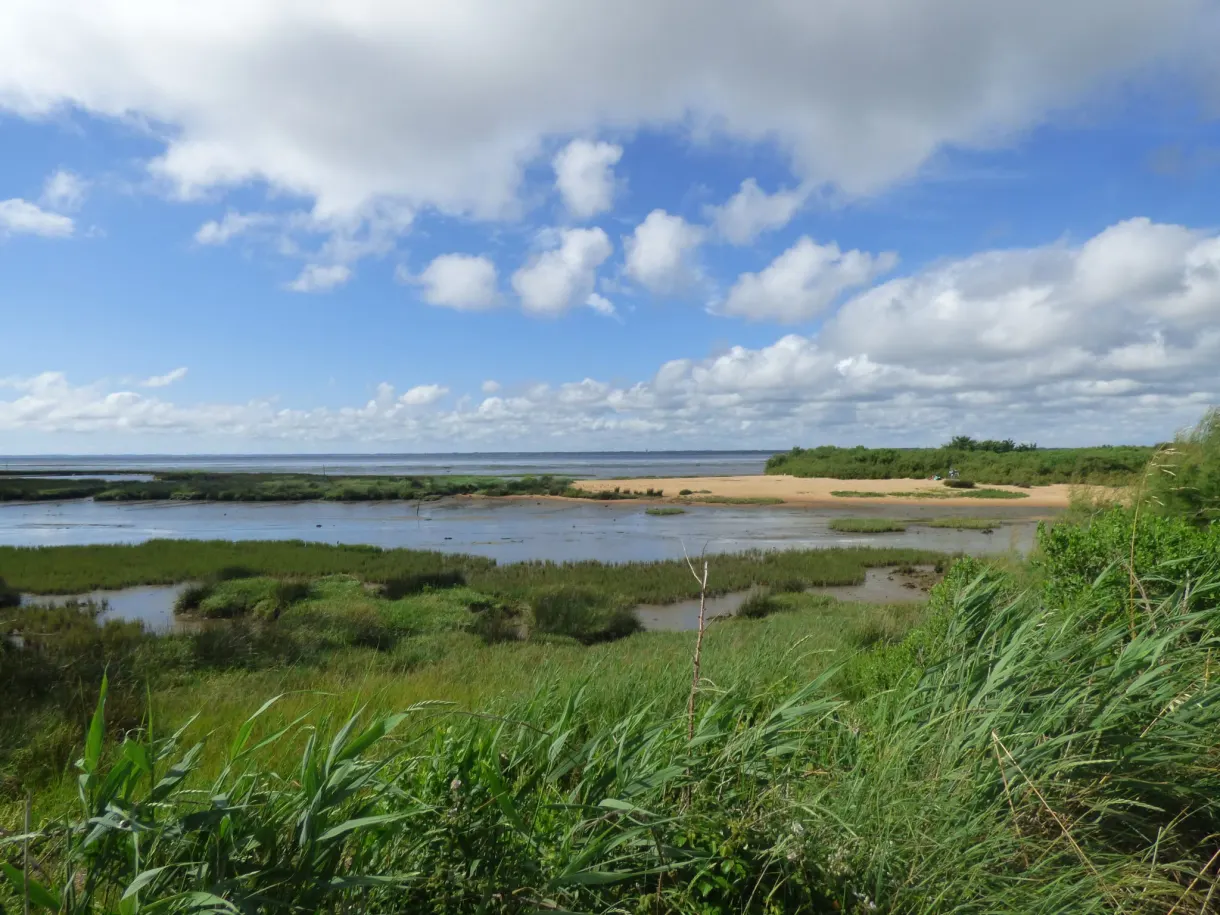 Marais et herbes hautes sous un ciel nuageux